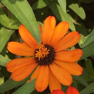 Meet your Posher, Evelyn